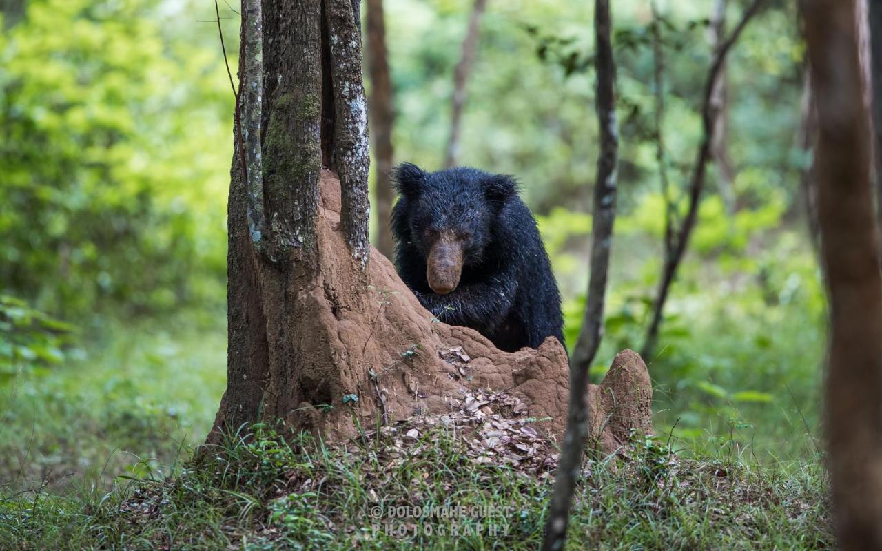 Wilpattu Dolosmahe Екстериор снимка